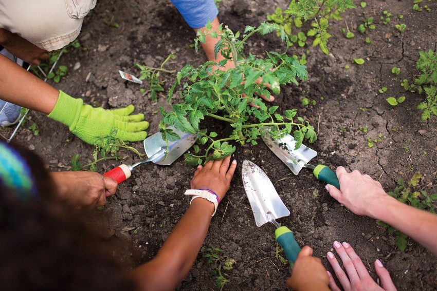 Volunteer - Planting